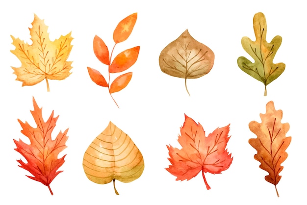 Colección de hojas de acuarela de otoño