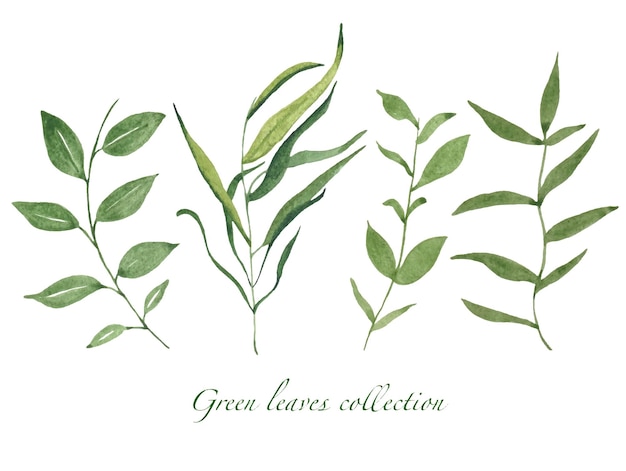 Colección de hojas aisladas de acuarela verde