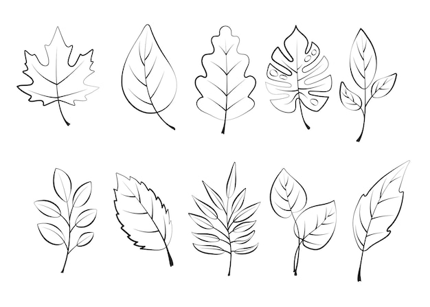 colección de hojas con contornos en un fondo blanco Conjunto de diferentes hojas en estilo dibujado a mano para iconos de diseño logotipo libro de recortes páginas para colorear