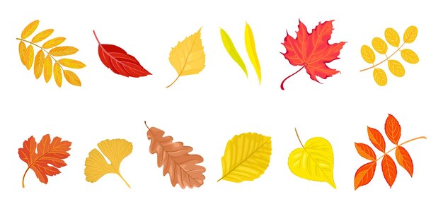 Colección de hojas de dibujos animados coloridos de otoño