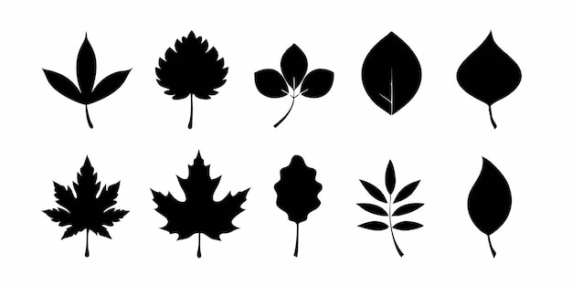 una colección de hojas y hojas de la planta