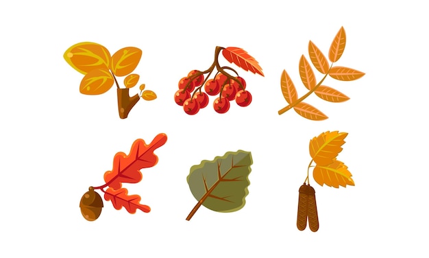 Colección de hojas de otoño de colores brillantes elementos de diseño de naturaleza otoñal vector ilustración aislada sobre fondo blanco