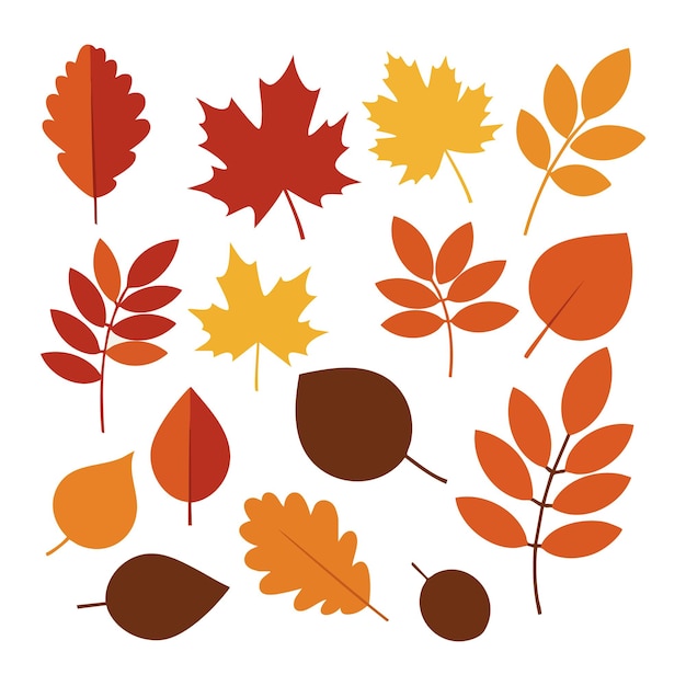 Colección de hojas de otoño en colores rojo, naranja y amarillo Ilustración vectorial con elementos de diseño de follaje de otoño estacional