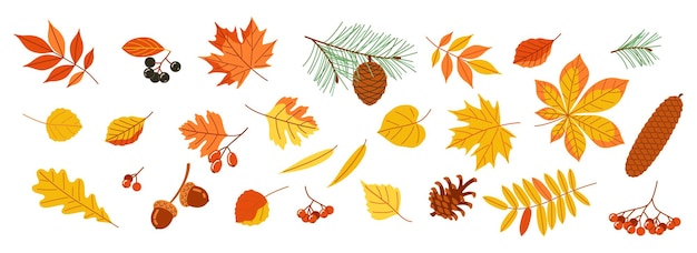 Una colección de hojas de otoño y conos de pino