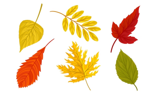 Colección de hojas de otoño Ilustración vectorial de follaje de otoño brillante y colorido sobre fondo blanco