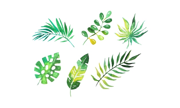 Vector colección de hojas de palma tropical verde hermosas plantas exóticas acuarela ilustración vectorial dibujada a mano