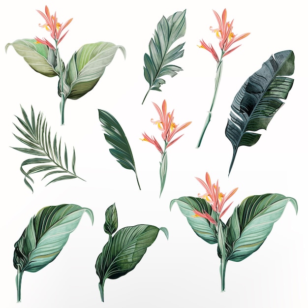 Colección de hojas de palmeras tropicales vectoriales para el diseño