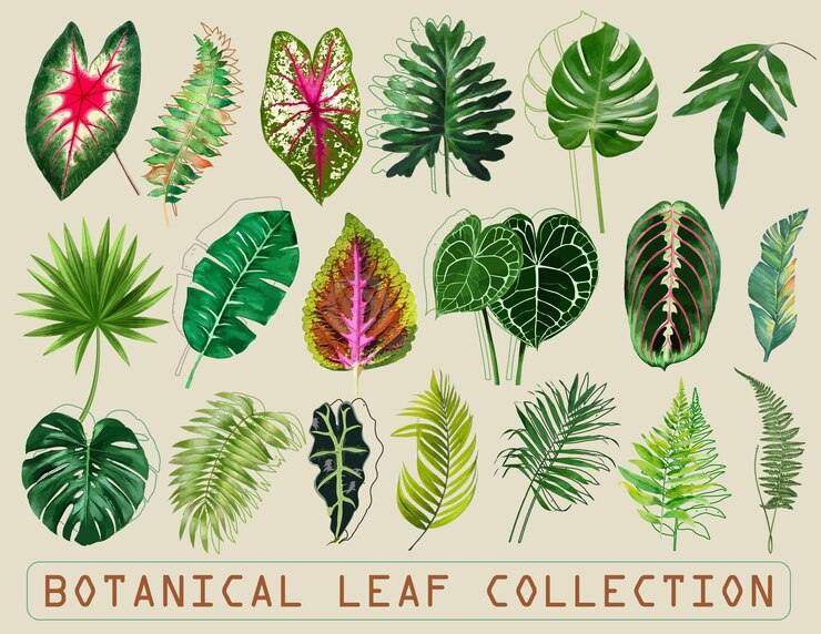 Colección de hojas de plantas botánicas