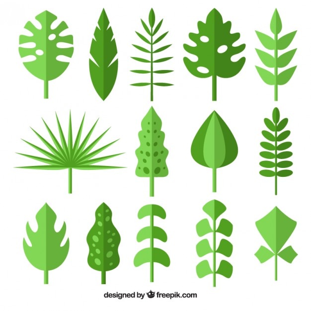 Colección de hojas salvajes verdes