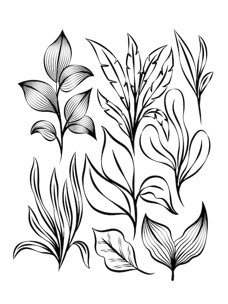 Colección de hojas tropicales de contorno exótico. Selva exótica botánica, ilustración de arte de línea floral.