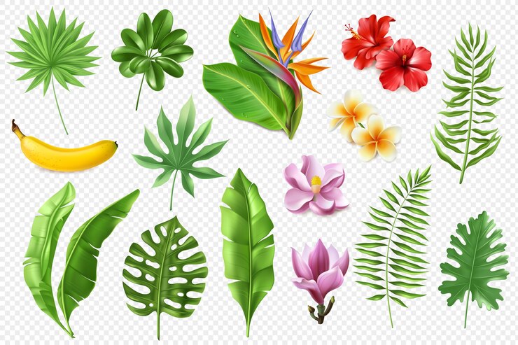 Vector colección de hojas tropicales.
