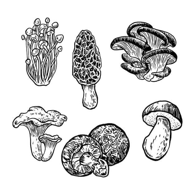 Vector colección de hongos dibujados a mano