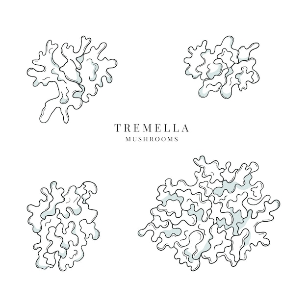 Colección de hongos tremella dibujados a mano Ilustración de hongos medicinales Hongos de nieve