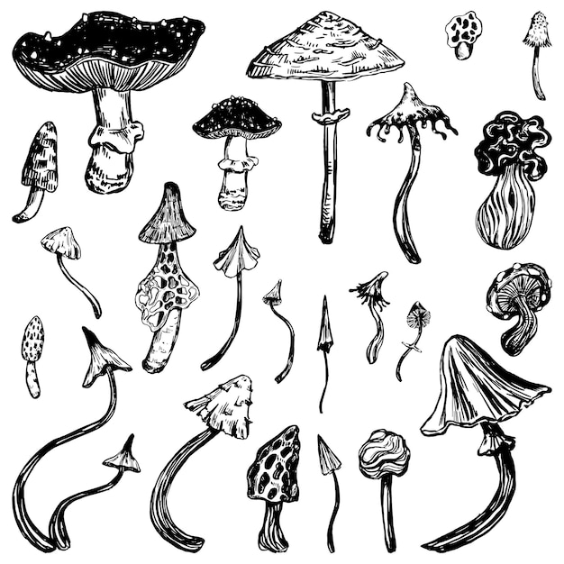 Colección de hongos venenosos variados Conjunto de hongos abstractos Ilustración vectorial en estilo boceto Clip art retro aislado sobre fondo blanco