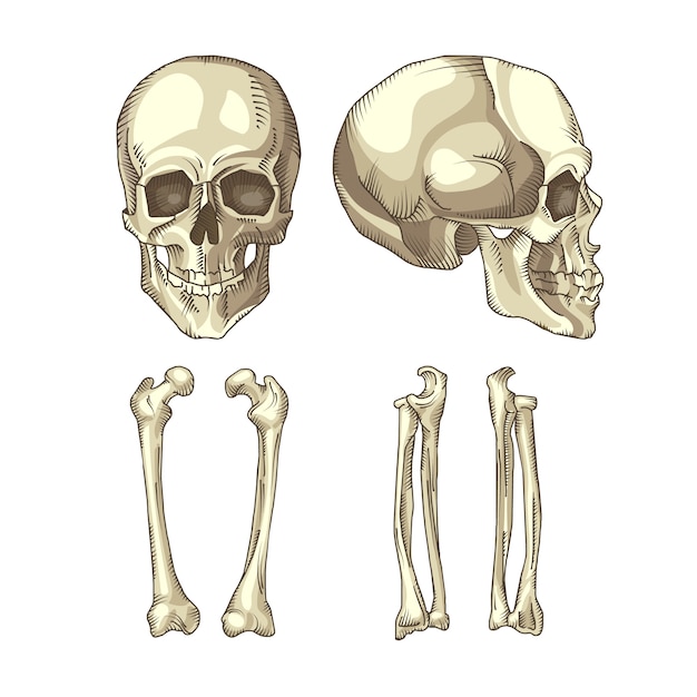 Colección de huesos y calaveras