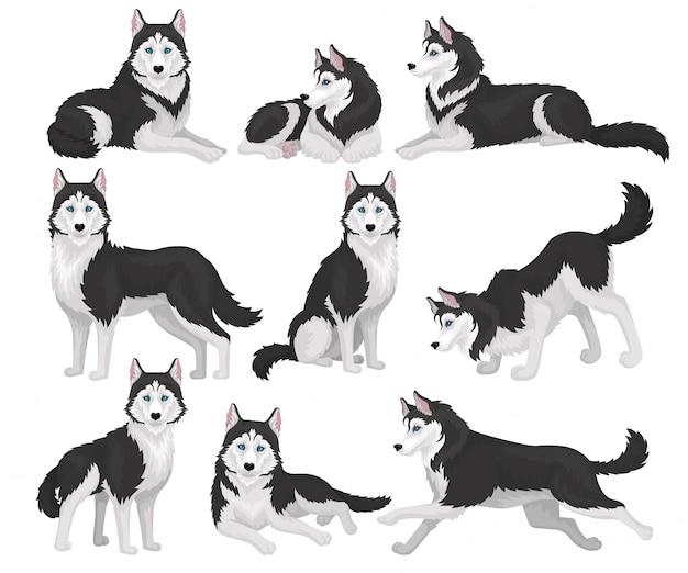 Colección de Husky Siberiano en varias poses, animal de raza pura blanco y negro con ojos azules Ilustración sobre un fondo blanco