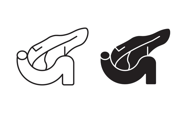 Vector colección de iconos de contorno de páncreas o conjunto de pancreas arte de líneas vectoriales delgadas