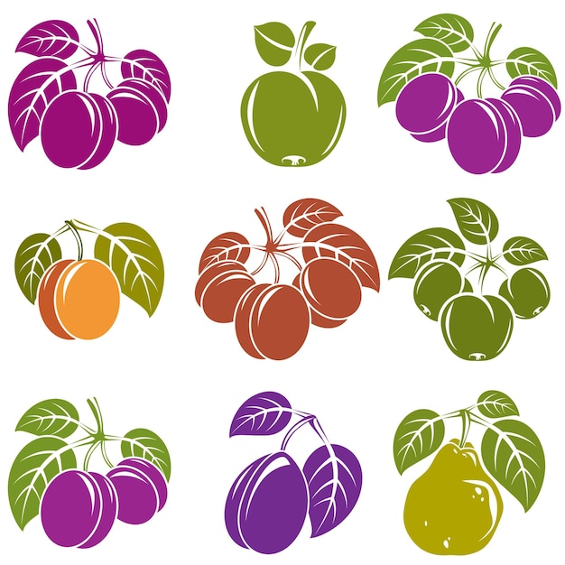 Colección de iconos vectoriales de frutas simples con hojas verdes, símbolos de temporada de cosecha. Albaricoques, ciruelas, peras, manzanas y cerezas elementos de diseño aislados.
