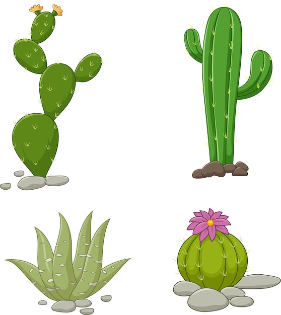 Vector colección de ilustración de cactus