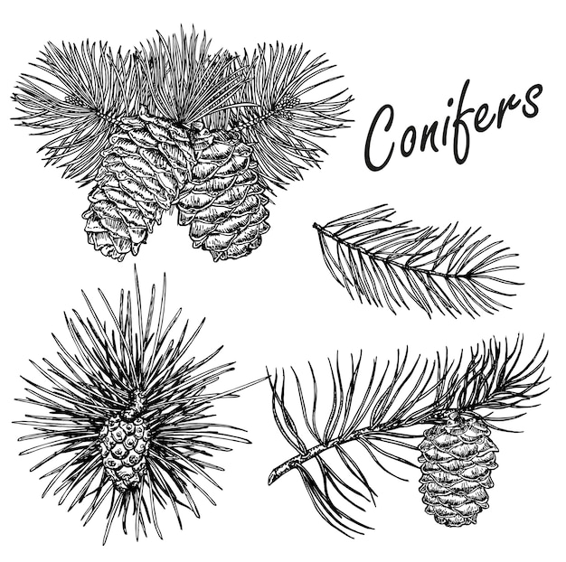 colección de ilustración de coníferas dibujadas a mano. Conjunto de dibujo de plantas de hoja perenne vintage. Elementos de decoración navideña.