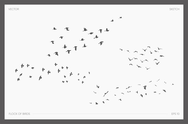 Colección de ilustración vectorial dibujada a mano de alto detalle de bandada de pájaros, dibujos realistas de ac