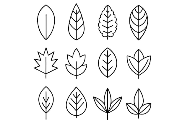 una colección de ilustraciones en blanco y negro de hojas y hojas