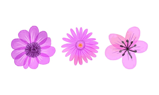 Colección de ilustraciones de flores en acuarela en blanco