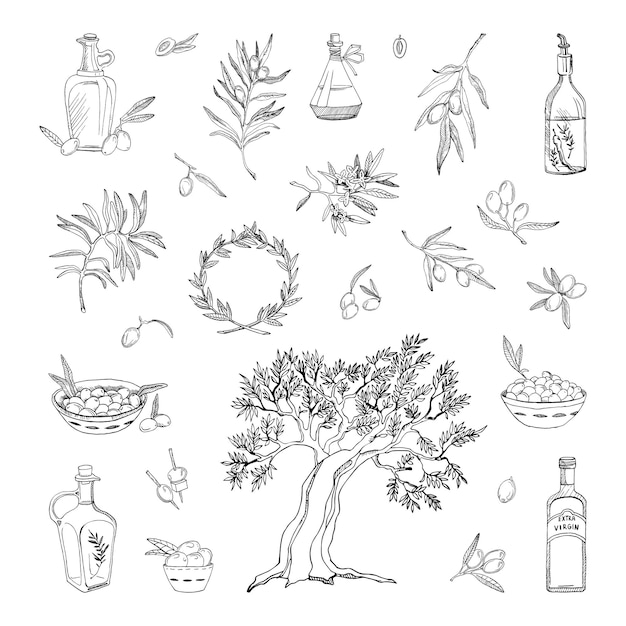 Vector colección de ilustraciones monocromas con aceitunas en estilo boceto