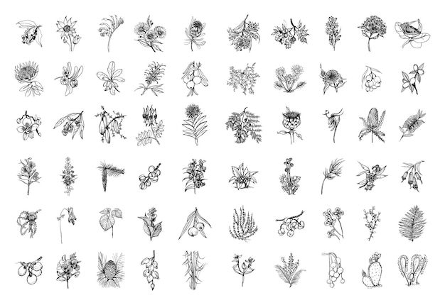 Colección de ilustraciones monocromas de plantas australianas en estilo boceto.