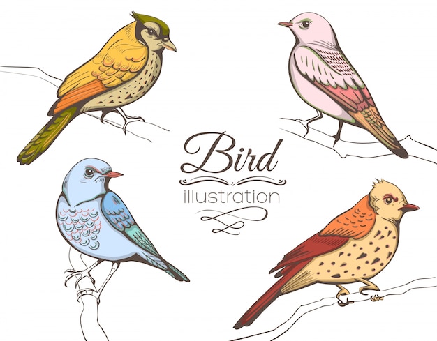 Colección de ilustraciones de pájaros
