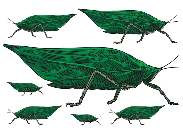 Vector colección de ilustraciones vectoriales de insectos dibujados a mano