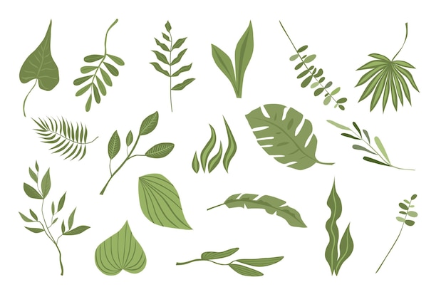 Vector colección de ilustraciones vectoriales plantas verdes y ramas para composiciones y diseño aislado sobre fondo blanco ilustración de moda en conjunto de tendencias