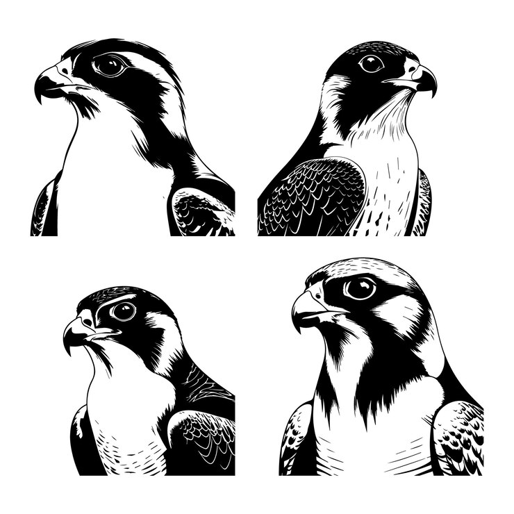 Vector colección de ilustraciones vectoriales con la silueta de la cara de un halcón peregrino