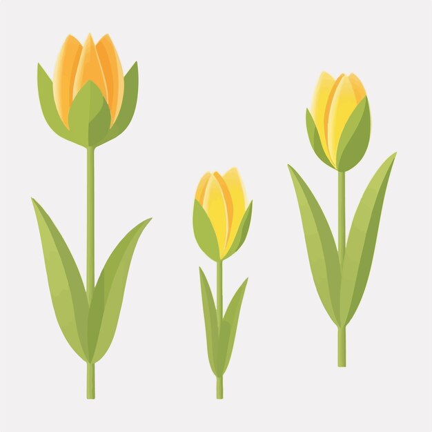 Vector colección de ilustraciones vectoriales de tulipanes botánicos