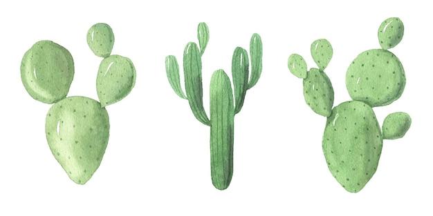 Colección de imágenes prediseñadas de cactus verdes exóticos pintados a mano en acuarela