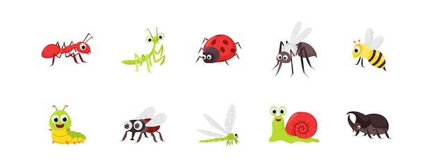 Colección de insectos