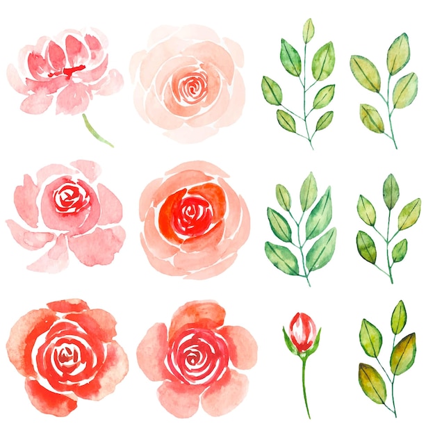 Vector colección de jardín rosa roja y hojas de acuarela.