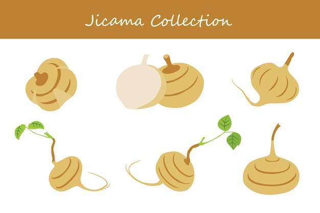 Colección de jicama en diferentes poses Ilustración vectorial