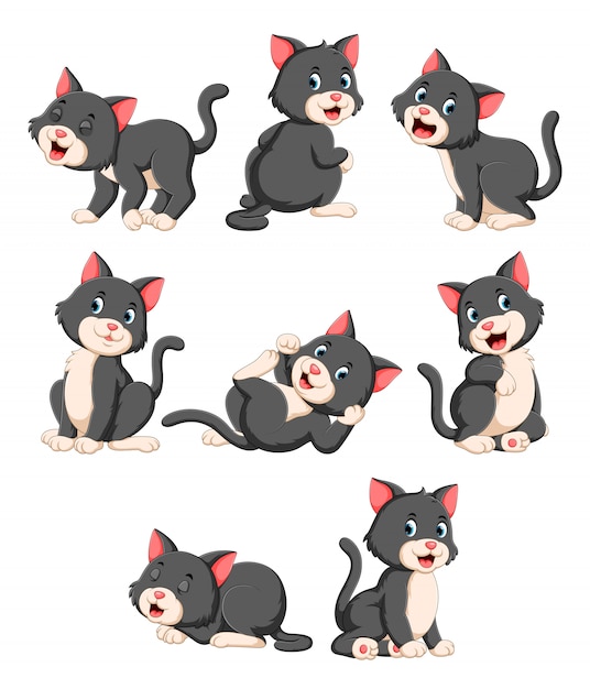 Colección de lindo gato con varias poses