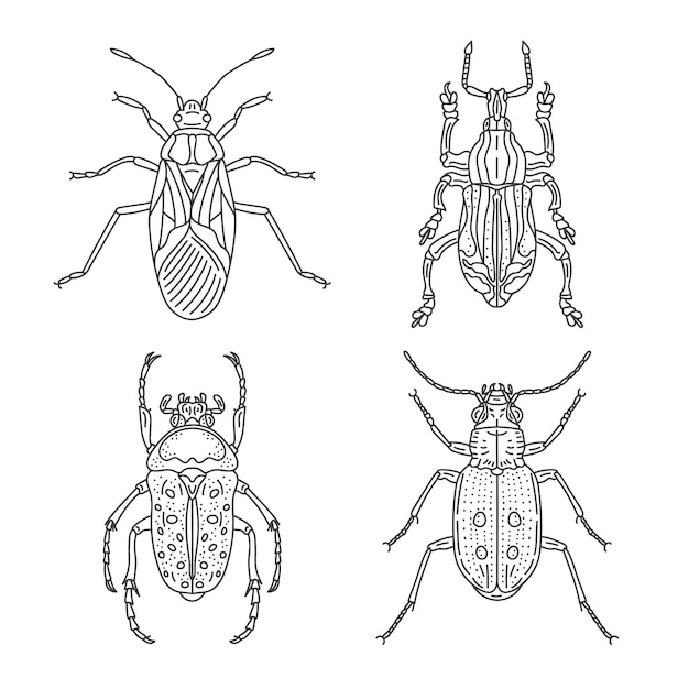 Colección Line Art Beetle