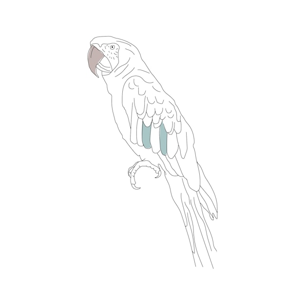 Colección de loros dibujados a mano