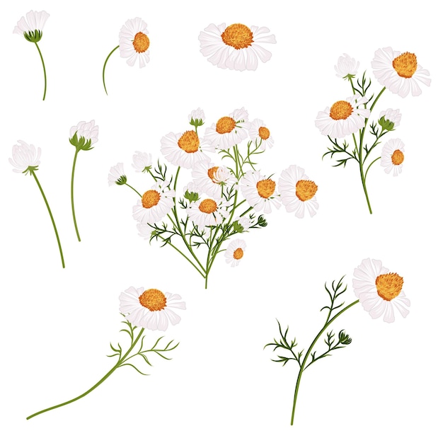Colección de manzanillas blancas vectoriales