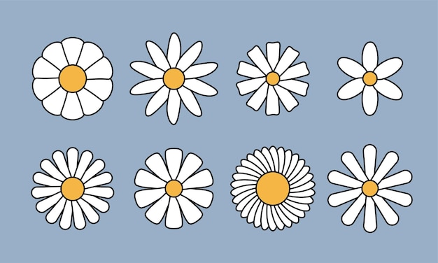 Colección de manzanillas de margarita blanca