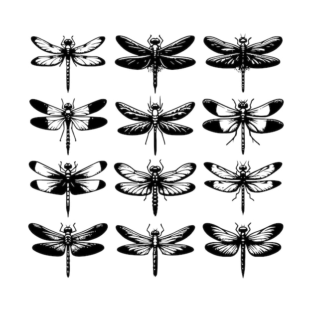 una colección de mariposas con alas y alas