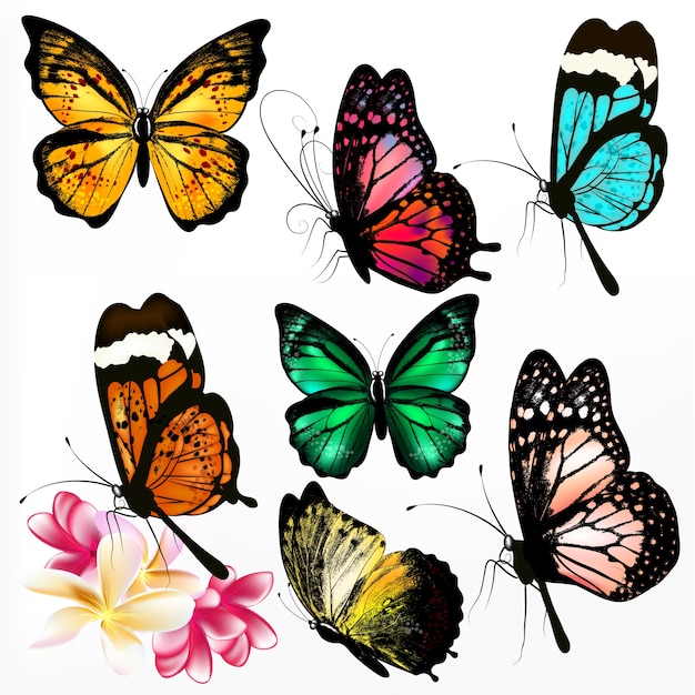 Vector colección de mariposas a color