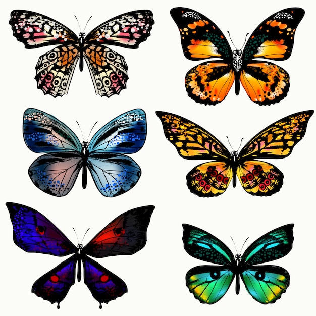 Colección de mariposas a color