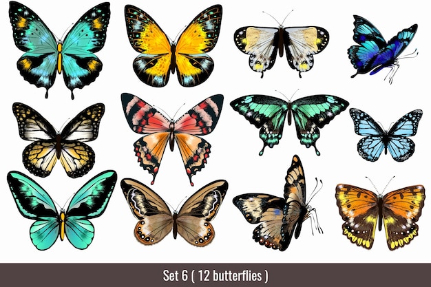 Vector colección de mariposas de colores 6