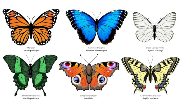 Vector colección de mariposas ilustración vectorial aislada sobre fondo blanco