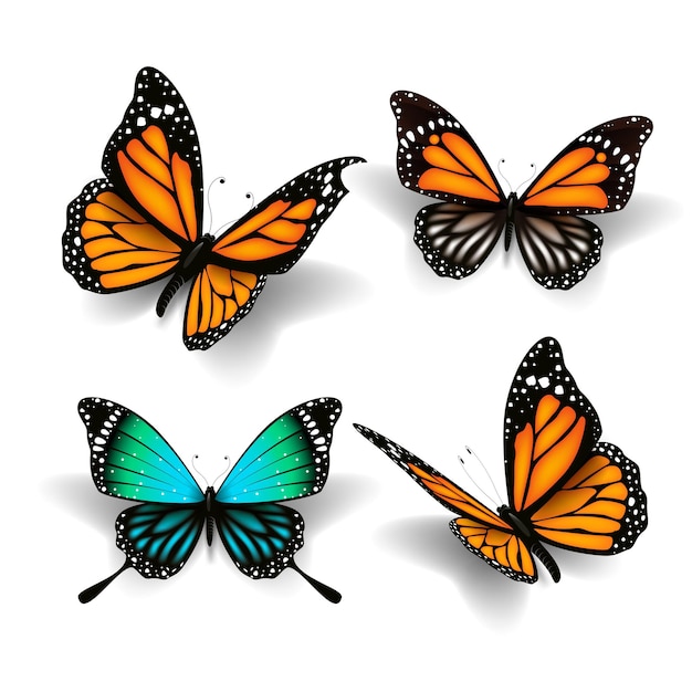Colección de mariposas realistas0
