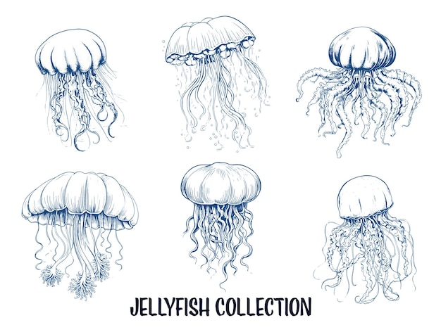 Colección de medusas dibujadas